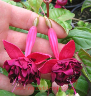 Фуксия Fiorelly flowers 51