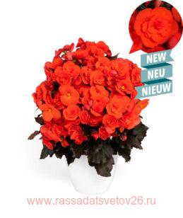 Бегония элатиор Mocca Orange® 12