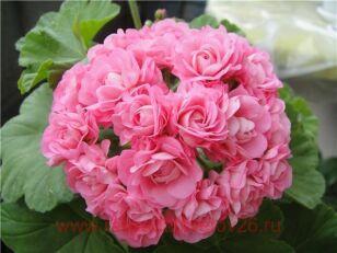 Пеларгония розебудная Australien Pink Rosebud