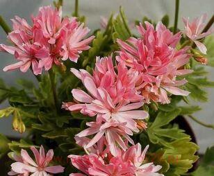 Пеларгония формозум Dream Lover 416