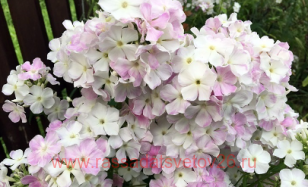 Флокс метельчатый Cool Water 42