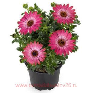 Остеоспермум Sunny Hot Pink Halo 33