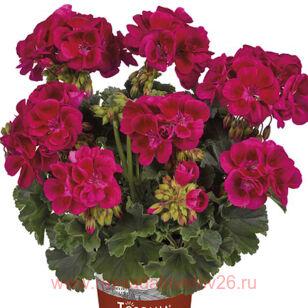 Пеларгония Toscana Dolce vita Mia Purple Eye 427