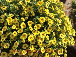  Aloha Kona Pineapple 18