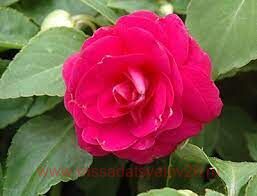 Бальзамин Bonita Rose