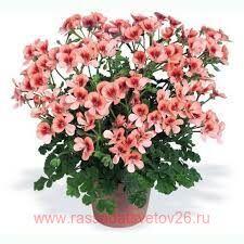 Пеларгония ангел Angeleyes® Orange 20