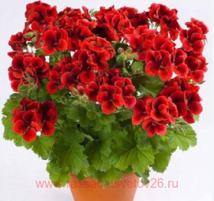 ����������� ���������� candy bright red 83