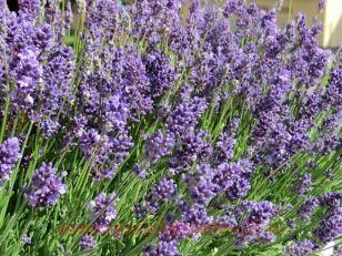 Лаванда ELLAGANCE PURPLE 9