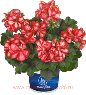 ���������� ������������ MOONFLAIR� LOLLIPOP RED 45