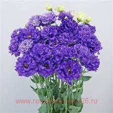 Эустома высокорослая grandiflorum Celeb Blue1