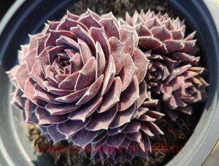 Молодило Aquila 11