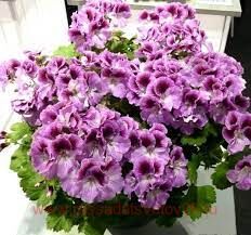 Королевская пеларгония Aristo Orchid 44