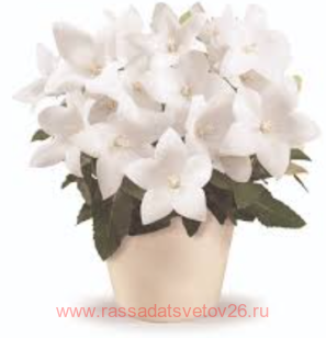 ���������� ��������������� pop star white 5