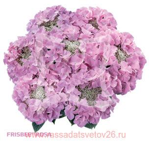 Гортензия крупнолистная Frisbee Pink 129