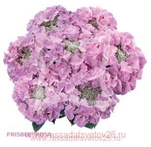 Гортензия крупнолистная Frisbee Pink 129