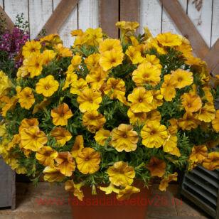 Петуния BeautiCal™ Yellow Sun 7
