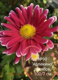 Хризантема Арлекино 81к