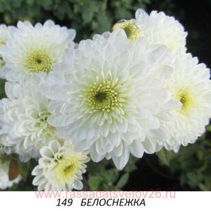 Хризантема Белоснежка 45к