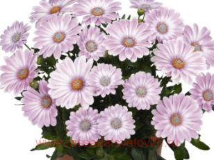 Остеоспермум Margarita Plus Zebra Pink 45