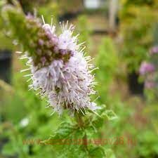 Мята курчавая Марроканская (Moroccan) 13