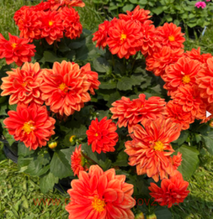 ������� Labella Grande Deep Orange 45