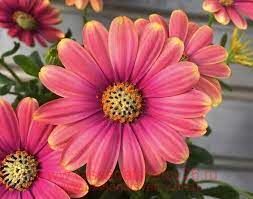 Остеоспермум FlowerPower® Pink Sun 46