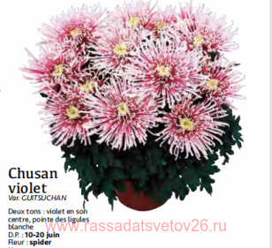 ���������� ������� SAMOURAI Chusan violet 32