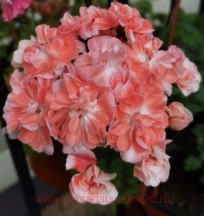 Пеларгония ИРИОЛ ПРОФИТРОЛЬ м