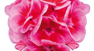  Sel. Moonlight Thelma 125