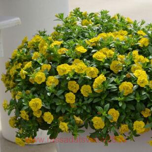 Калибрахоа MiniFamous® Neo Double Yellow 21