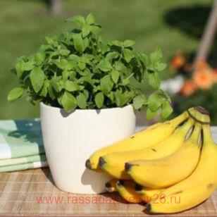 Мята Банановая "Menta arvensis banana" 9