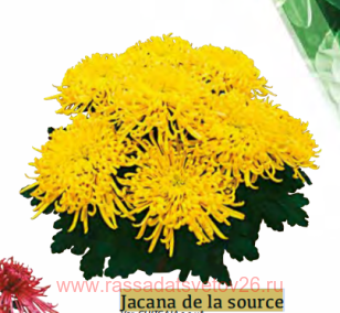 ���������� ������� SAMOURAI Jacana de la source 33