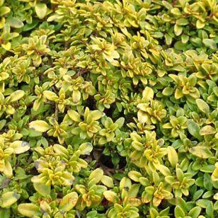 Тимьян лимоннопахнущий Bertrram Anderson 4