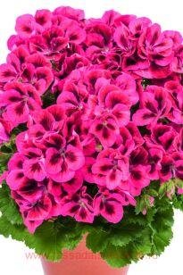 Королевская пеларгония Candy Flowers Raspberry Red 50