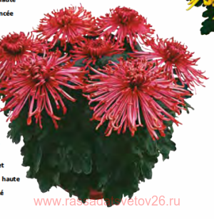 ���������� ������� SAMOURAI Schang 34