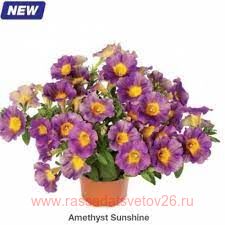 Петуния Fun House Amethyst Sunshine