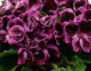 Королевская пеларгония Novita Classics Lilac 49