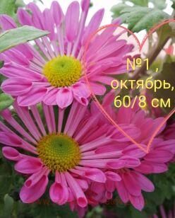 Хризантема 89к