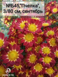 Хризантема Пчелка 64к