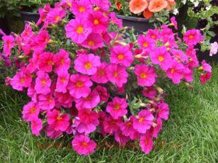 Петуния BeautiCal™ Neon Rose 61