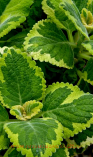 Плектрантус Green on Green 4