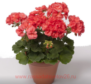 ���������� QUALITY LINE PAC� STEFANIE 43