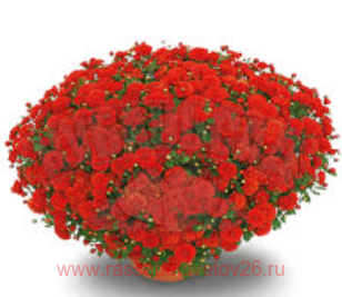 ���������� ����������� Precocita Rouge Velours 22