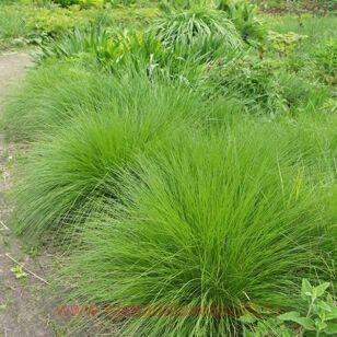 Щучка дернистая Palava 26