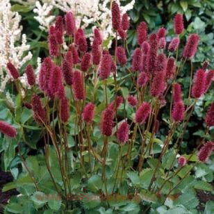 Кровохлебка Мензиса 1