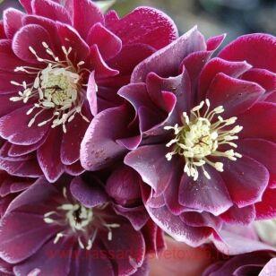 Морозник (Helleborus) Double Red White Edge 20