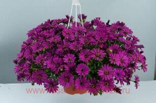 Остеоспермум ампельный PlaisirPlaisir® Purple 101