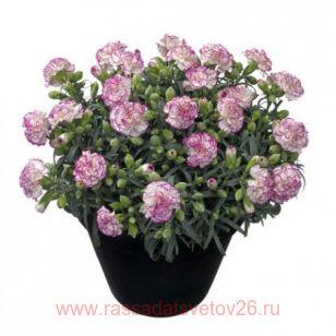Гвоздика Shark Bay 35