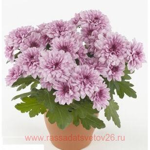 Хризантема горшечная Chrystal Romance 125