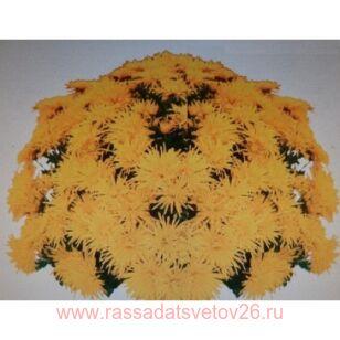 ���������� Coeur de Lorraine Ambre jaune 62